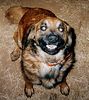 Dawgs : 