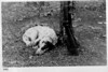 Brad Johnson > On "Our" Way: A Pictorial History of M Company, 3rd Battalion, 385th Regiment, 76th Division, as Photographed By Captain Earle K. Johnson photo